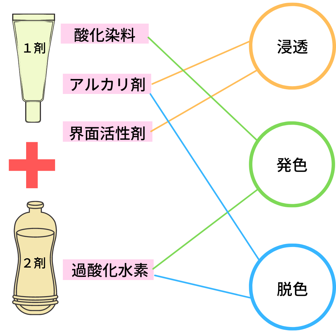 ヘアカラーの基礎知識 ヘアカラーの仕組み Carapi